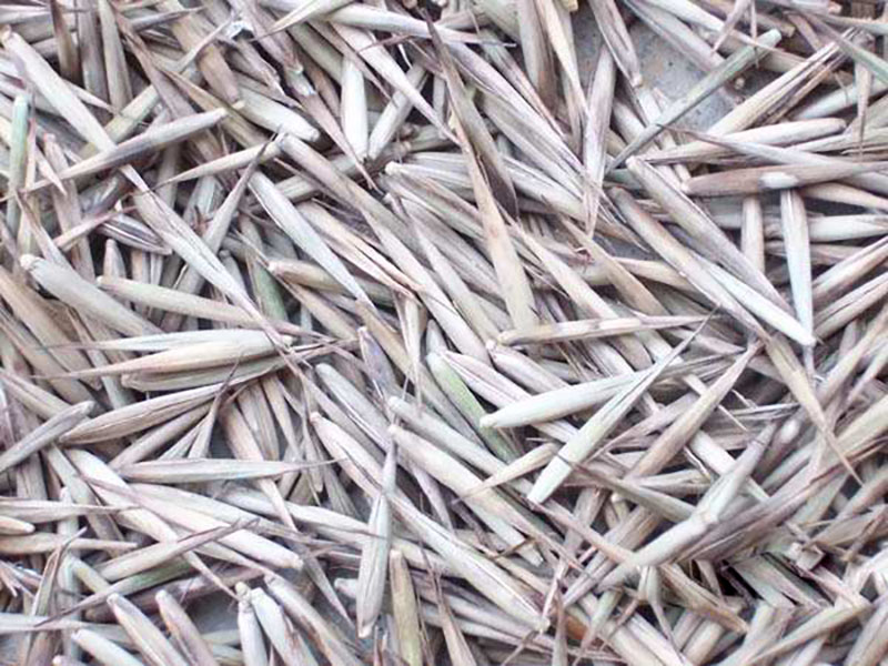 竹子<a href='http://zishuwang.com.cn/' target='_blank'>種子</a>