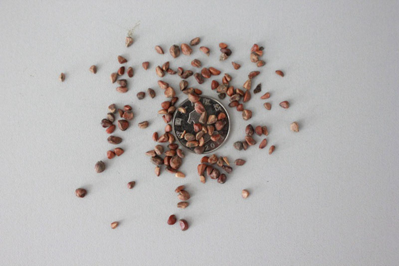 <a href='http://zishuwang.com.cn/linmuzhongzi/1700.html' target='_blank'>月季花種子</a>和一元硬幣對比圖片