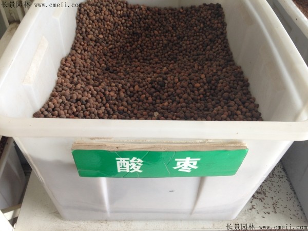 <a href='http://zishuwang.com.cn/guoshuzhongzi/1883.html' target='_blank'>酸棗</a><a href='http://zishuwang.com.cn/' target='_blank'>種子</a>圖片