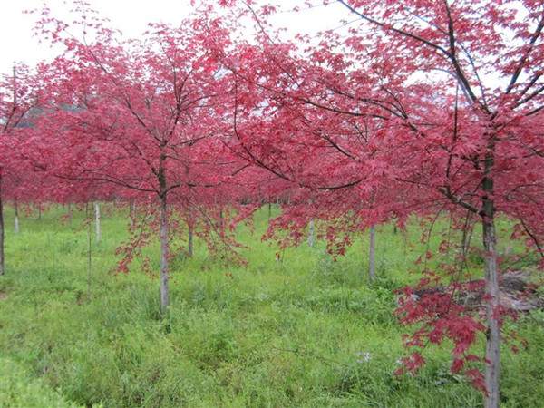 <a href='http://zishuwang.com.cn/linmuzhongzi/1726.html' target='_blank'>日本紅楓</a>--長(zhǎng)景園林