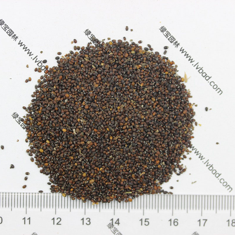 薄荷<a href='http://zishuwang.com.cn/' target='_blank'>種子</a>