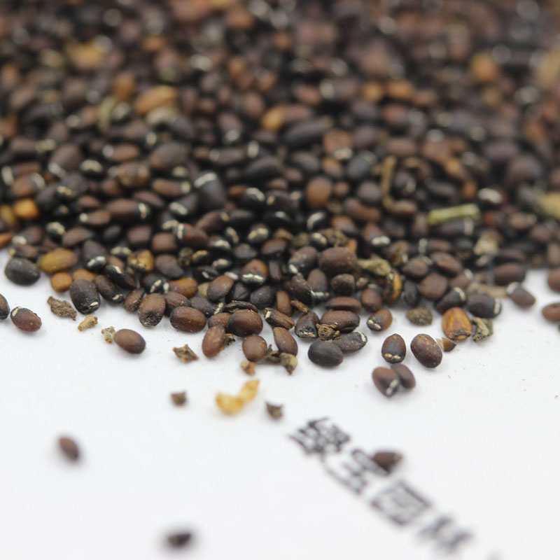 <a href='http://zishuwang.com.cn/caohuazhongzi/1023.html' target='_blank'>薄荷種子</a>