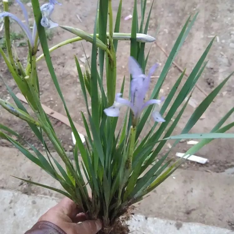 <a href='http://zishuwang.com.cn/caobenzhiwu/3383.html' target='_blank'>馬蘭花</a>杯苗容器苗