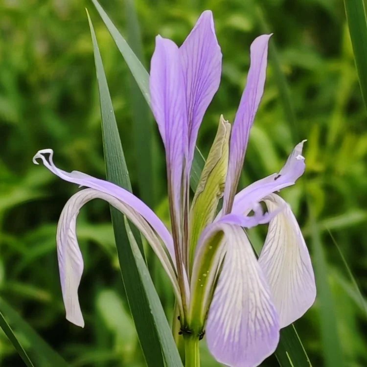 <a href='http://zishuwang.com.cn/caobenzhiwu/3383.html' target='_blank'>馬蘭花</a>杯苗容器苗