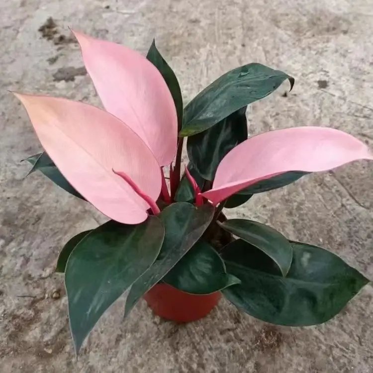 蔓<a href='http://zishuwang.com.cn/caohuazhongzi/1572.html' target='_blank'>錦葵</a>杯苗容器苗