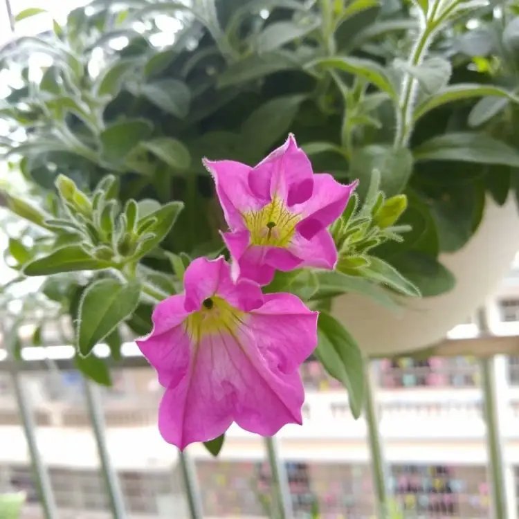 玫紅牽?；ū缛萜髅?/></p><p style=