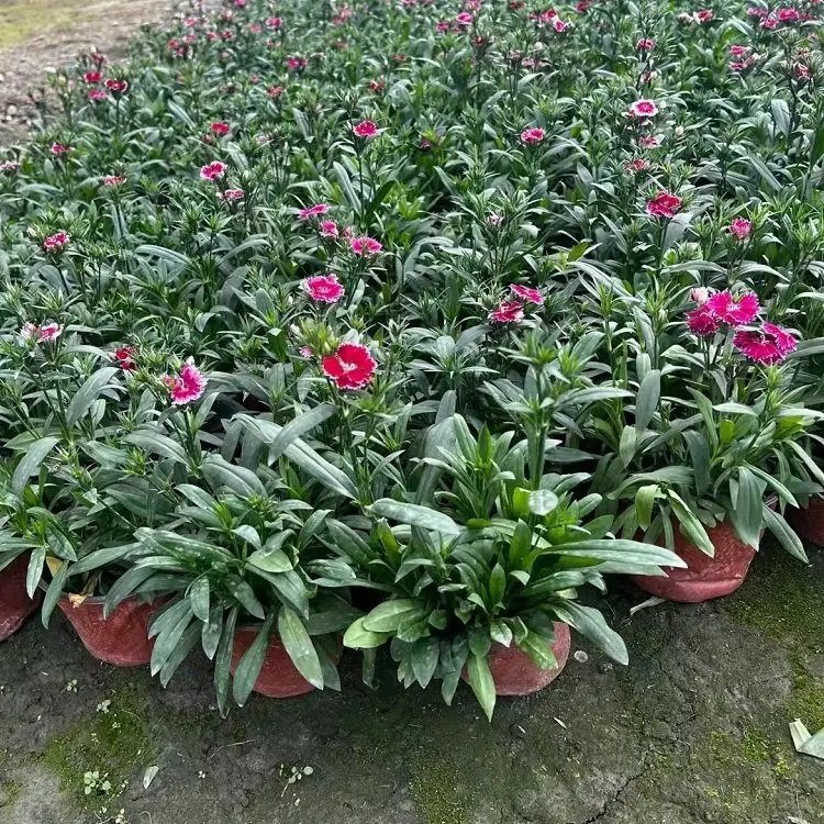 美國<a href='http://zishuwang.com.cn/caohuazhongzi/97045.html' target='_blank'>石竹</a>杯苗容器苗