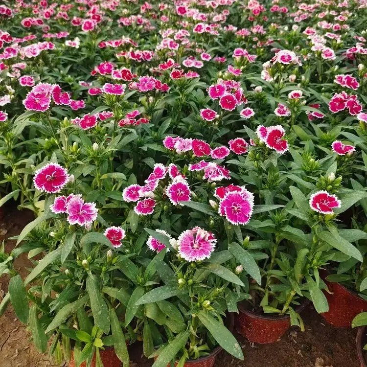 <a href='http://zishuwang.com.cn/caohuazhongzi/1598.html' target='_blank'>美國石竹</a>杯苗容器苗