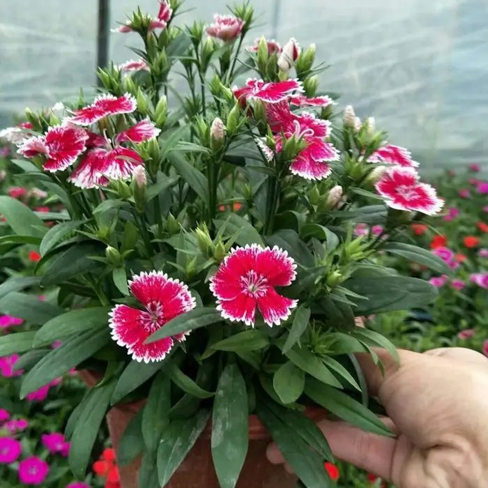 美國<a href='http://zishuwang.com.cn/caohuazhongzi/97045.html' target='_blank'>石竹</a>杯苗容器苗