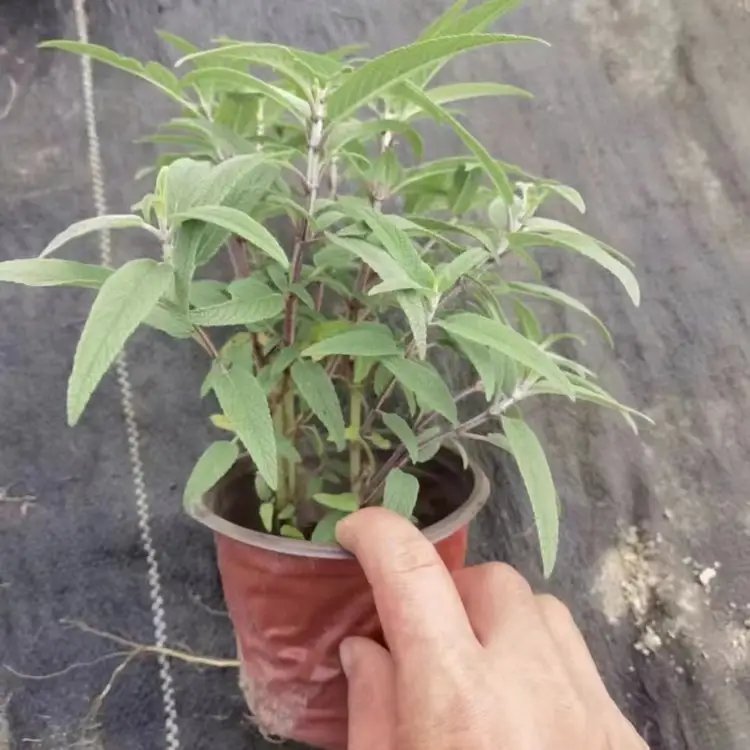 墨西哥<a href='http://zishuwang.com.cn/caohuazhongzi/1626.html' target='_blank'>鼠尾草</a>杯苗容器苗
