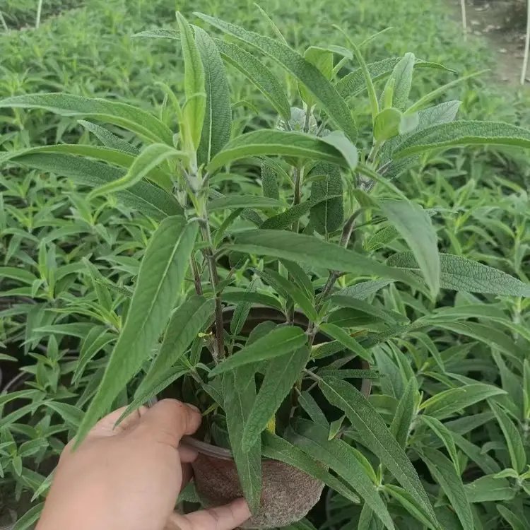墨西哥<a href='http://zishuwang.com.cn/caohuazhongzi/1626.html' target='_blank'>鼠尾草</a>杯苗容器苗