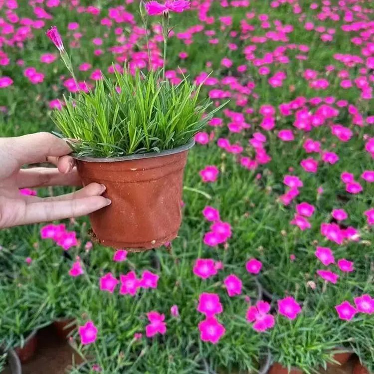 歐<a href='http://zishuwang.com.cn/caohuazhongzi/97045.html' target='_blank'>石竹</a>杯苗容器苗