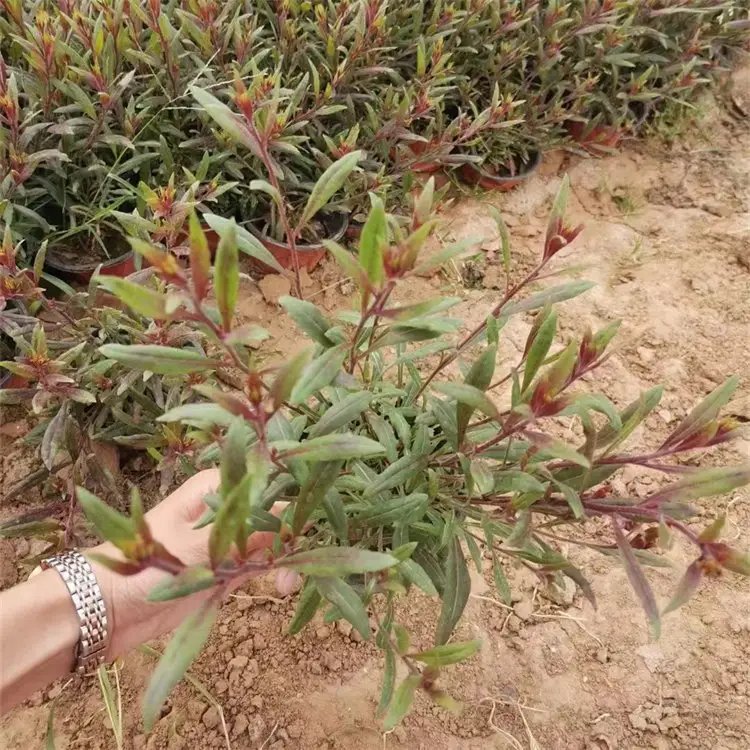 千鳥花杯苗容器苗