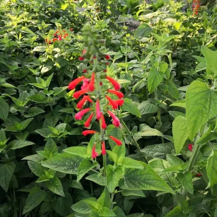 <a href='http://zishuwang.com.cn/yaocaizhongzi/2335.html' target='_blank'>紅花</a><a href='http://zishuwang.com.cn/caohuazhongzi/1626.html' target='_blank'>鼠尾草</a>杯苗容器苗