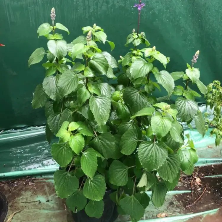 薩利<a href='http://zishuwang.com.cn/caohuazhongzi/1044.html' target='_blank'>芳香鼠尾草</a>杯苗容器苗
