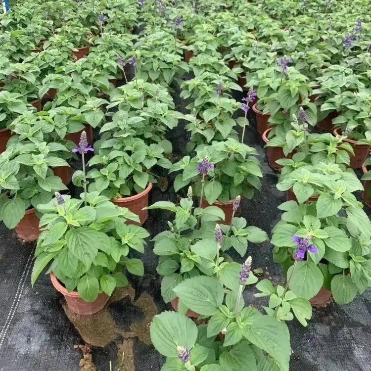 薩利<a href='http://zishuwang.com.cn/caohuazhongzi/1044.html' target='_blank'>芳香鼠尾草</a>杯苗容器苗