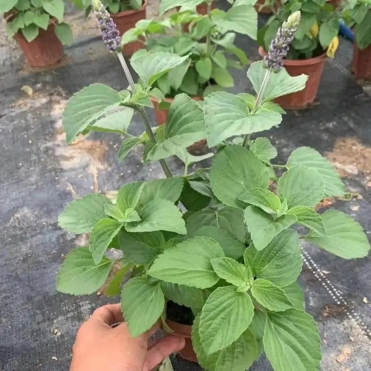 薩利芳香<a href='http://zishuwang.com.cn/caohuazhongzi/1626.html' target='_blank'>鼠尾草</a>杯苗容器苗