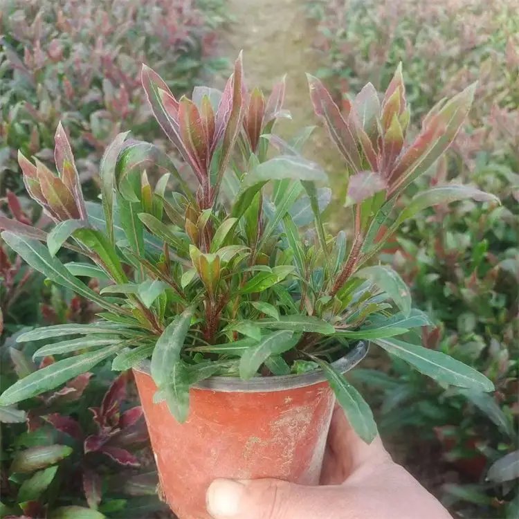 <a href='http://zishuwang.com.cn/guoshuzhongzi/2185.html' target='_blank'>山桃</a>草杯苗容器苗