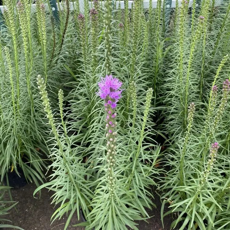 <a href='http://zishuwang.com.cn/caohuazhongzi/1620.html' target='_blank'>蛇鞭菊</a>杯苗容器苗