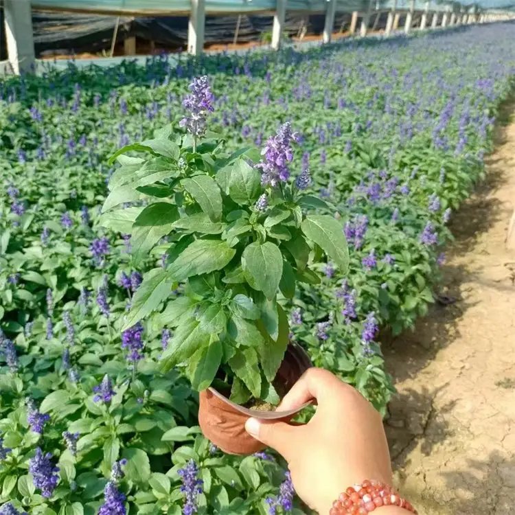 <a href='http://zishuwang.com.cn/caohuazhongzi/1626.html' target='_blank'>鼠尾草</a>杯苗容器苗