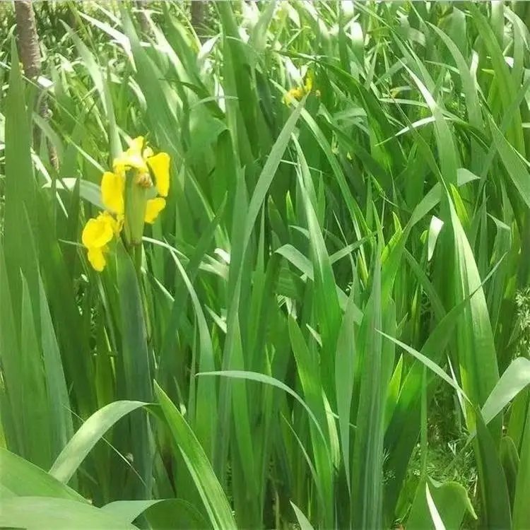 水生<a href='http://zishuwang.com.cn/caohuazhongzi/1578.html' target='_blank'>鳶尾</a>杯苗容器苗
