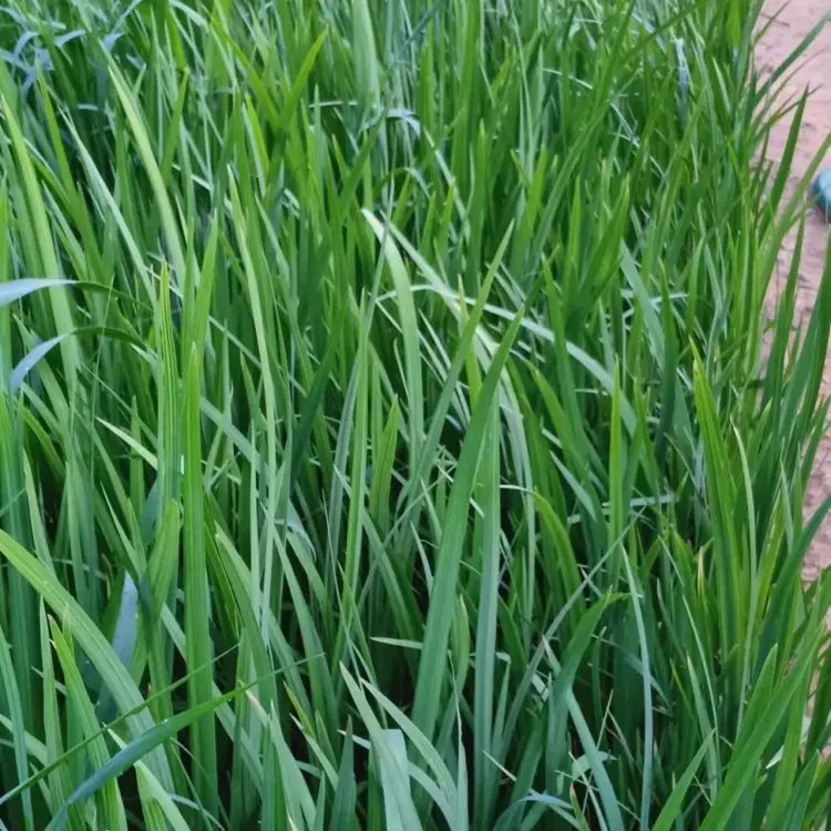<a href='http://zishuwang.com.cn/shuishengshuicao/3437.html' target='_blank'>水生鳶尾</a>杯苗容器苗