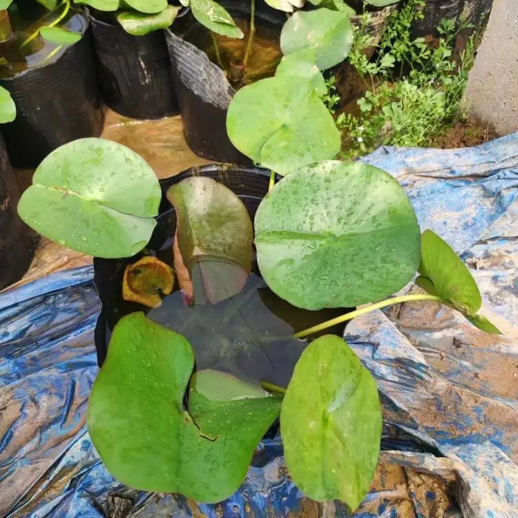 <a href='http://zishuwang.com.cn/shuishengshuicao/3434.html' target='_blank'>睡蓮</a>杯苗容器苗