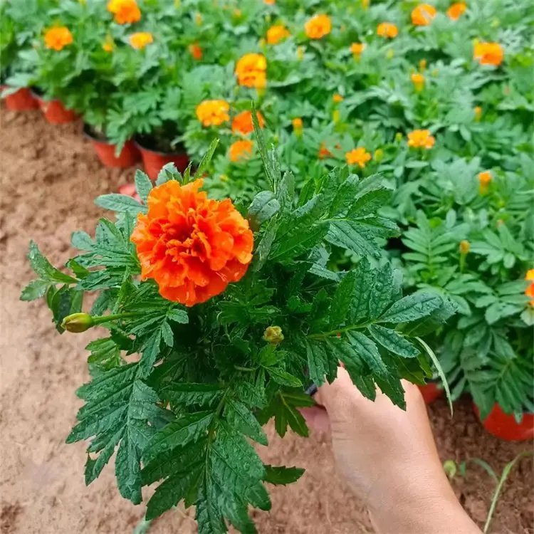 <a href='http://zishuwang.com.cn/caohuazhongzi/1631.html' target='_blank'>萬(wàn)壽菊</a>杯苗容器苗