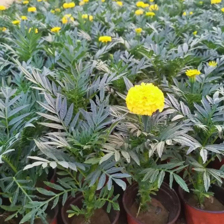 萬(wàn)壽菊杯苗容器苗
