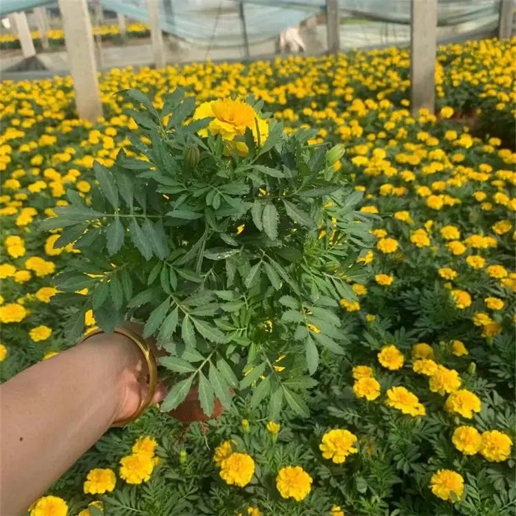 <a href='http://zishuwang.com.cn/caohuazhongzi/1631.html' target='_blank'>萬(wàn)壽菊</a>杯苗容器苗
