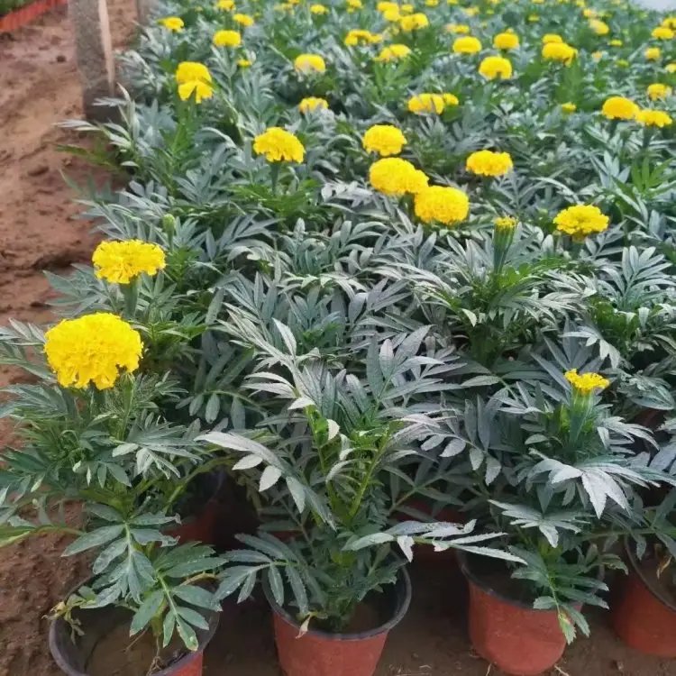 萬(wàn)壽菊杯苗容器苗