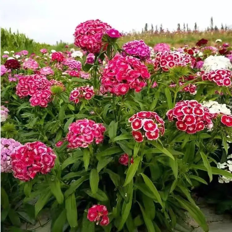 <a href='http://zishuwang.com.cn/caohuazhongzi/1632.html' target='_blank'>五彩石竹</a>杯苗容器苗