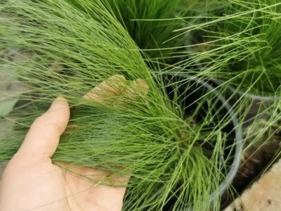 細(xì)葉針茅