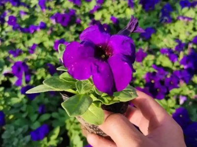 藍(lán)色牽牛花