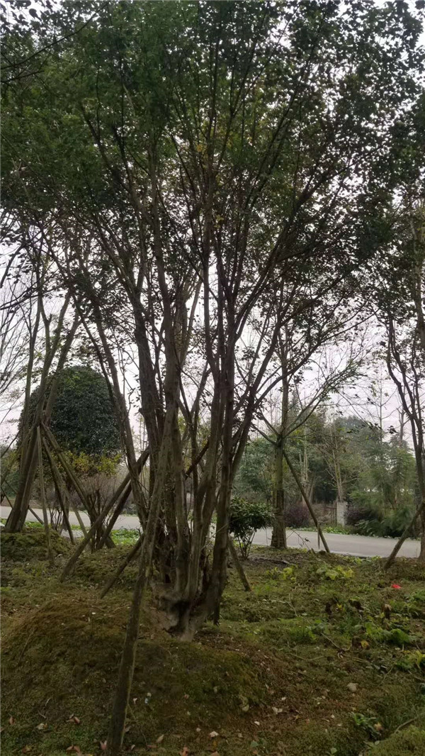 叢生<a href='http://zishuwang.com.cn/linmuzhongzi/1781.html' target='_blank'>五角楓</a>基地實拍圖
