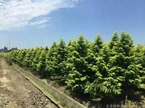 金葉<a href='http://zishuwang.com.cn/linmuzhongzi/1720.html' target='_blank'>水杉</a>圖片基地實拍