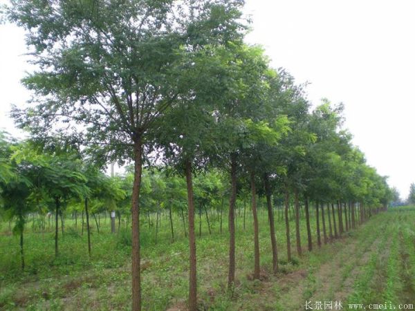 <a href='http://zishuwang.com.cn/linmuzhongzi/1841.html' target='_blank'>國槐</a>圖片<a href='http://zishuwang.com.cn/linmuzhongzi/1841.html' target='_blank'>國槐</a>基地實拍