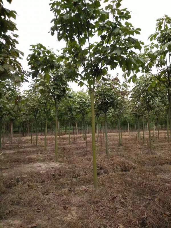 <a href='http://zishuwang.com.cn/linmuzhongzi/1749.html' target='_blank'>青桐</a>樹圖片<a href='http://zishuwang.com.cn/linmuzhongzi/1749.html' target='_blank'>青桐</a>樹基地實拍