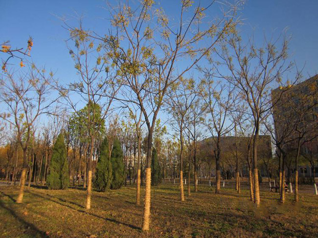 <a href='http://zishuwang.com.cn/xingdaoshu/3368.html' target='_blank'>苦楝樹</a>