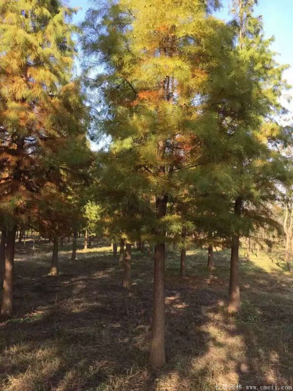 <a href='http://zishuwang.com.cn/linmuzhongzi/1823.html' target='_blank'>池杉</a>圖片<a href='http://zishuwang.com.cn/linmuzhongzi/1823.html' target='_blank'>池杉</a>基地實拍