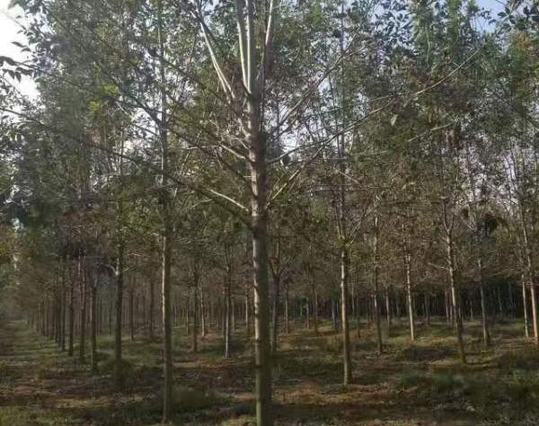 白臘樹圖片<a href='http://zishuwang.com.cn/linmuzhongzi/1712.html' target='_blank'>白蠟</a>基地實拍