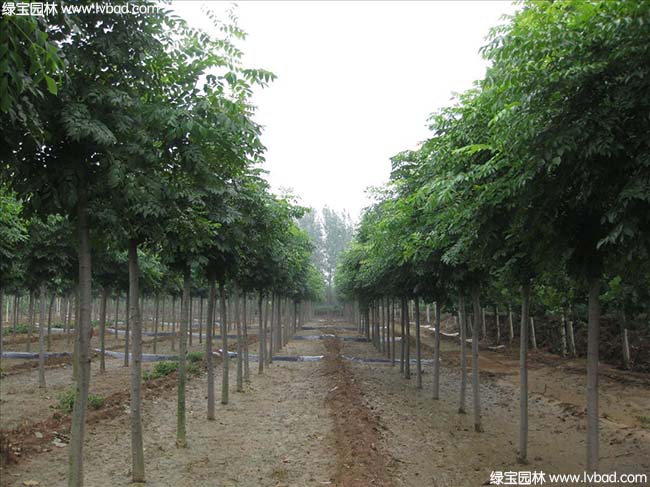 江蘇沭陽<a href='http://zishuwang.com.cn/linmuzhongzi/1745.html' target='_blank'>黃山欒樹</a>種植基地