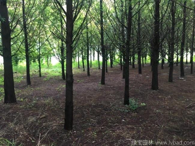 <a href='http://zishuwang.com.cn/xingdaoshu/3590.html' target='_blank'>水杉樹</a>