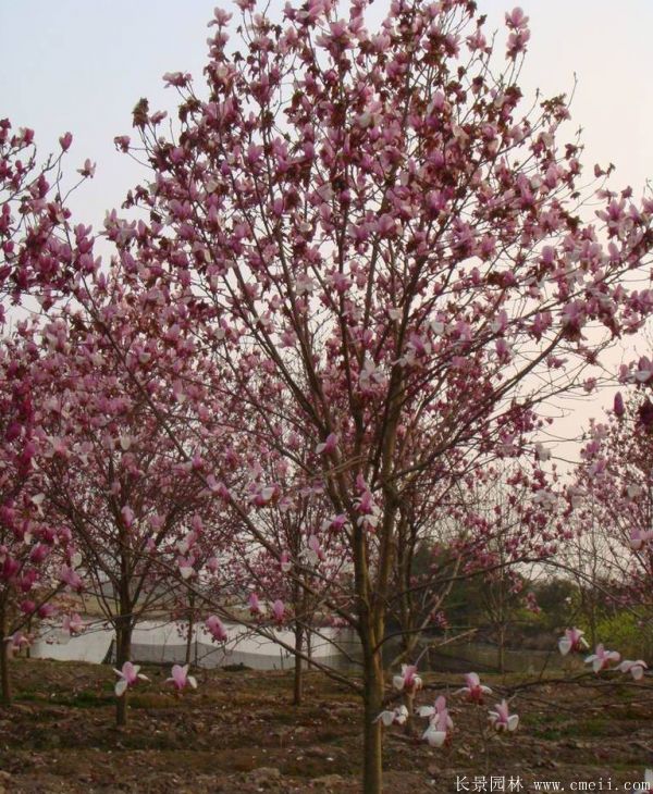 <a href='http://zishuwang.com.cn/xingdaoshu/3378.html' target='_blank'>紅玉蘭</a>圖片<a href='http://zishuwang.com.cn/xingdaoshu/3378.html' target='_blank'>紅玉蘭</a>基地實拍