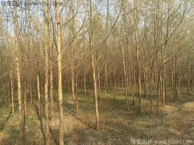 <a href='http://zishuwang.com.cn/xingdaoshu/3366.html' target='_blank'>柳樹</a>圖片苗圃種植基地