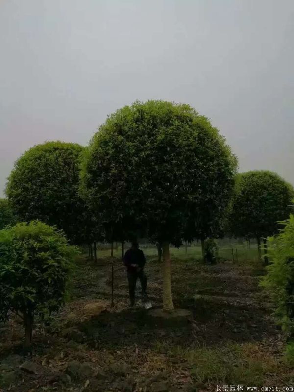 <a href='http://zishuwang.com.cn/xingdaoshu/3363.html' target='_blank'>桂花樹</a>圖片<a href='http://zishuwang.com.cn/xingdaoshu/3363.html' target='_blank'>桂花樹</a>基地實拍