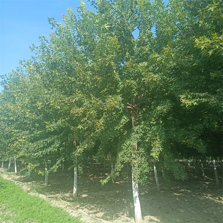 <a href='http://zishuwang.com.cn/linmuzhongzi/1781.html' target='_blank'>五角楓</a>