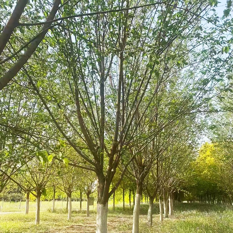 <a href='http://zishuwang.com.cn/linmuzhongzi/1769.html' target='_blank'>桑樹</a>
