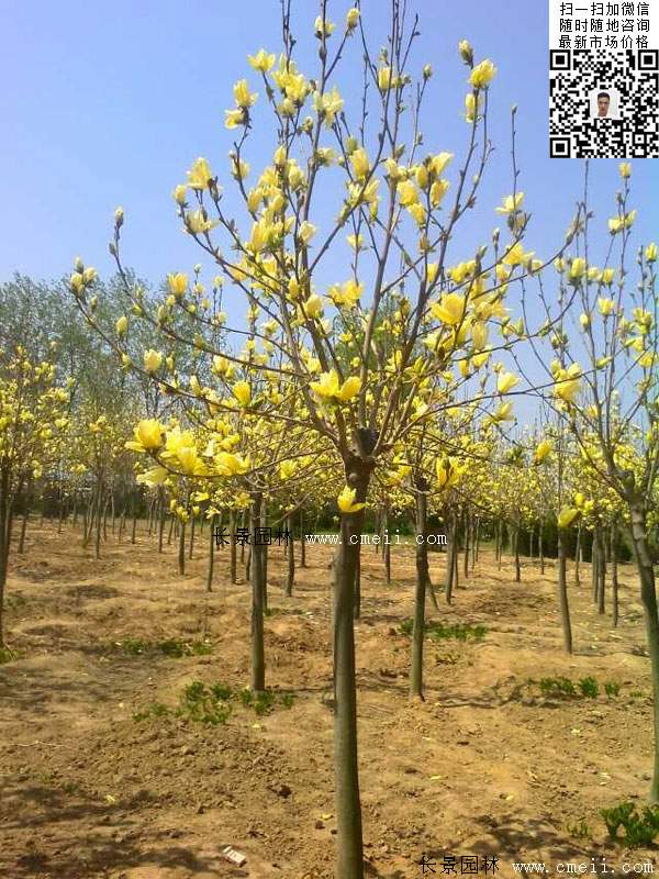 園林喬木植物<a href='http://zishuwang.com.cn/linmuzhongzi/1697.html' target='_blank'>黃玉蘭</a>圖片