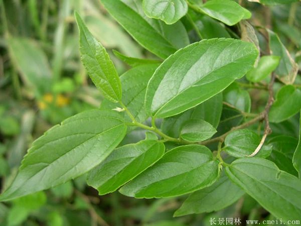 <a href='http://zishuwang.com.cn/linmuzhongzi/1755.html' target='_blank'>樸樹</a>圖片<a href='http://zishuwang.com.cn/linmuzhongzi/1755.html' target='_blank'>樸樹</a>基地實拍